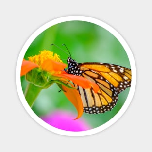 Monarch Butterfly on Flower Photograph Magnet